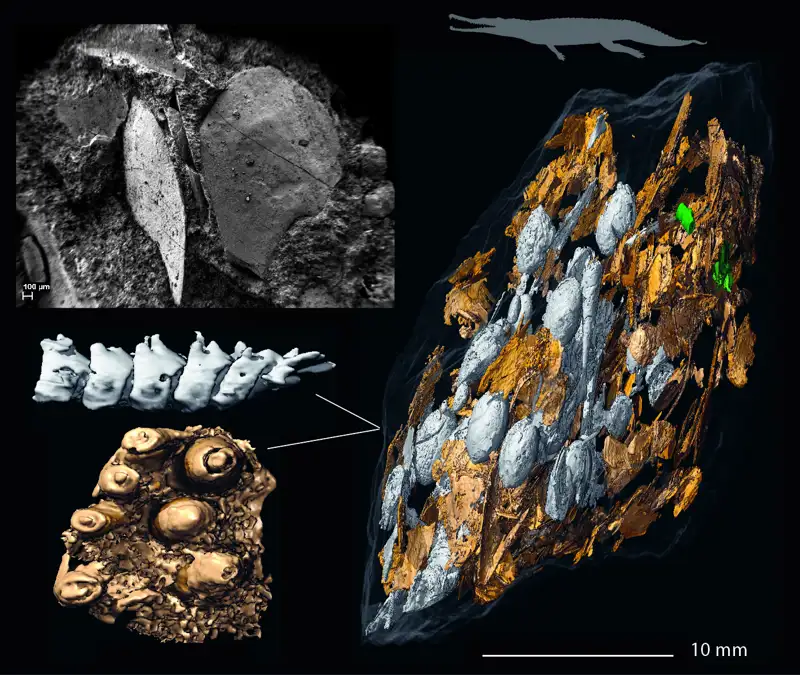 dinosaur feces2