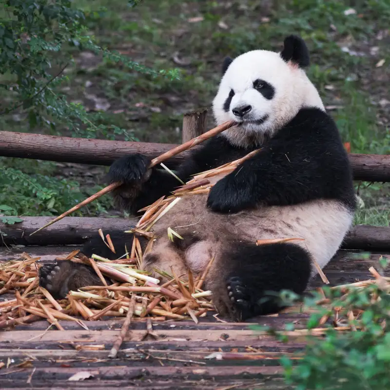 Los animales más tranquilos y 'chill' (y por qué tienen motivos para estarlo)