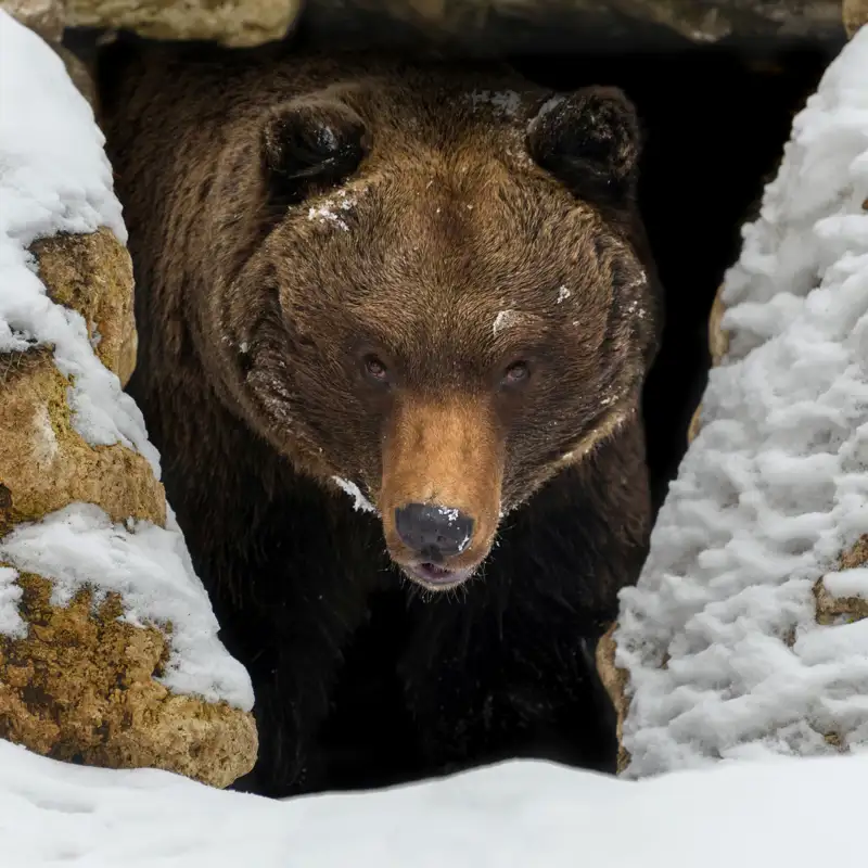 Hibernación, o cómo estos animales "apagan" su organismo para sobrevivir