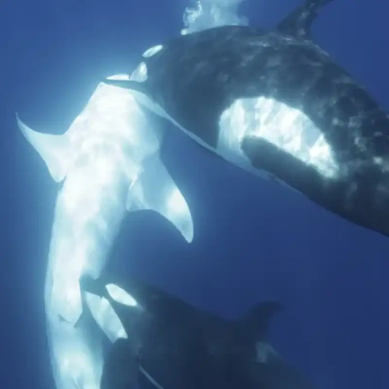 Esta es la brutal estrategia que un grupo de orcas usan para cazar tiburones ballena