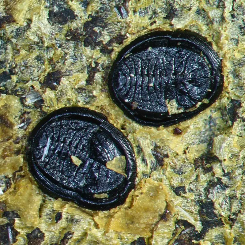 Descubren un extraño insecto de hace 15 millones de años en Nueva Zelanda 