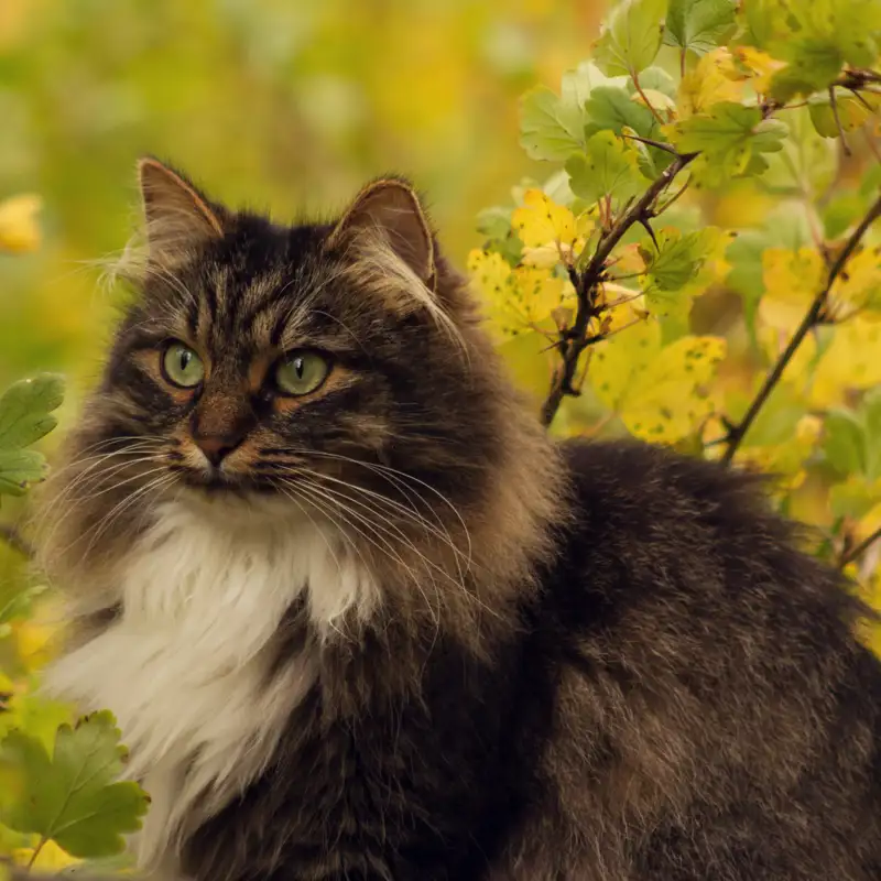 Reportajes y fotografías de Gato en