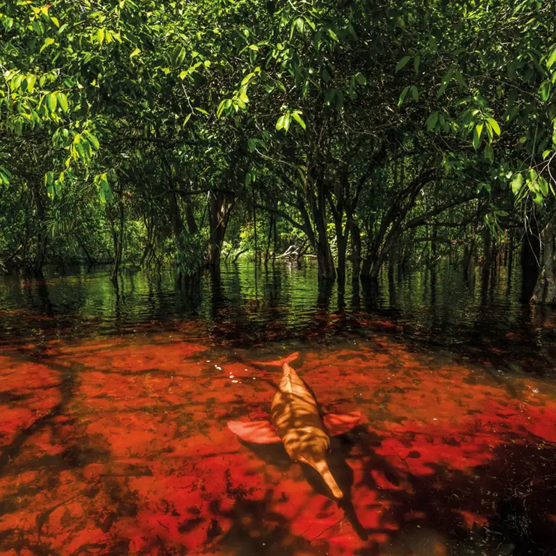Delfines rosados, el símbolo del Amazonas