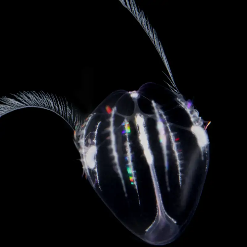 Medusas inmortales capaces de volver al estado larvario
