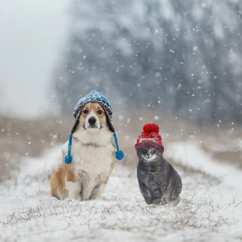 Cinco consejos para proteger a tus mascotas en época de frío