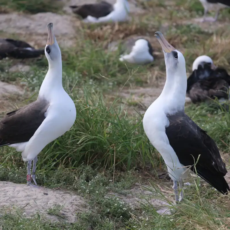 Inédito: este albatros es el ave más longeva del mundo, y acaba de poner un huevo