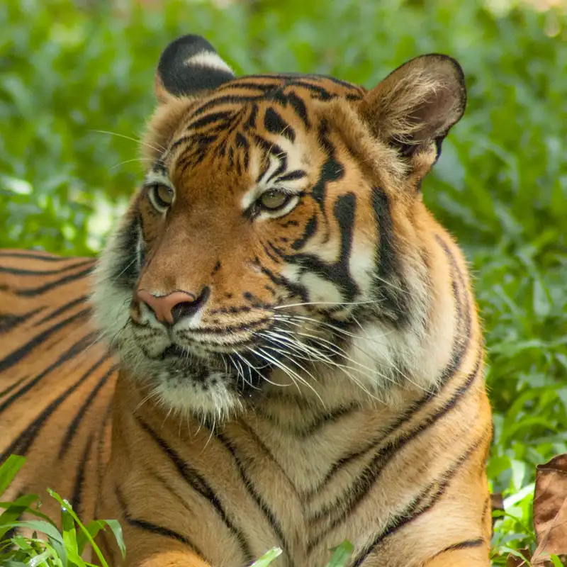 Todo el mundo piensa que los tigres son felinos… pero no lo son