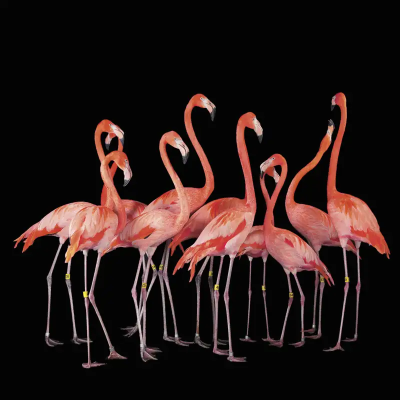 Flamencos, la vida en rosa