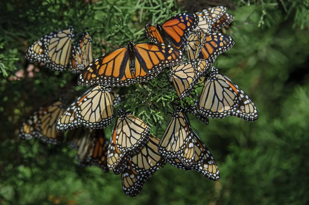 Mariposa monarca