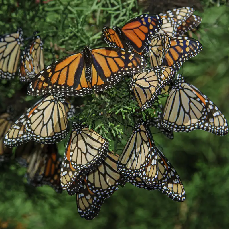 Un nuevo plan para conservar las mariposas monarca, una especie en peligro