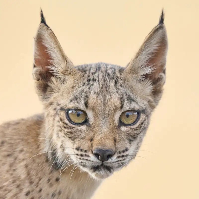 El lince ibérico, un símbolo de esperanza rumbo a 2025