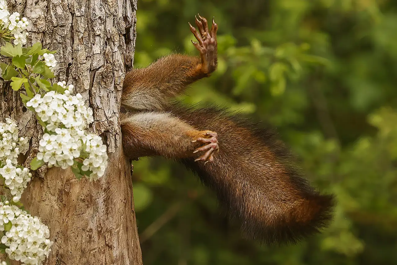 milko-marchetti-stuck-squirrel_c7d751d1_241216122808_1280x853.webp