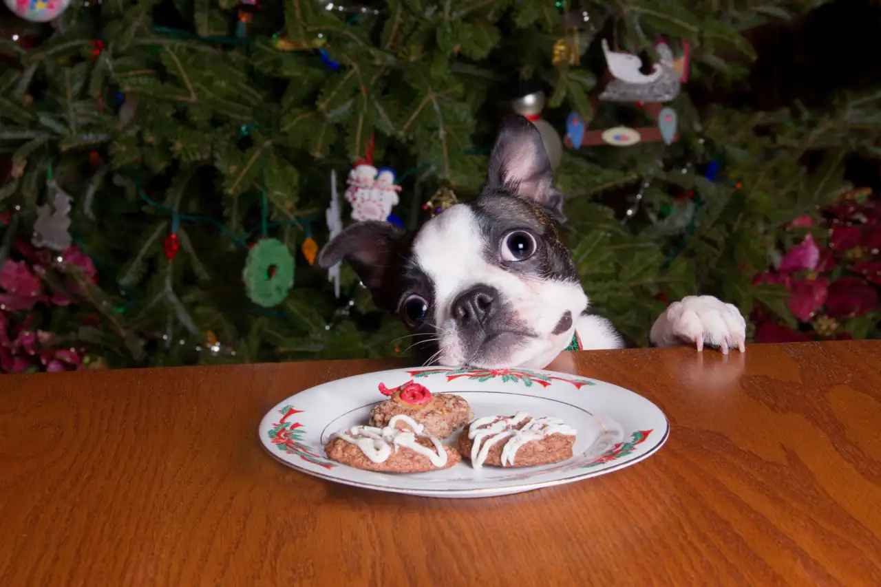 Perros y comida navideña (iStock, Saje) (2)