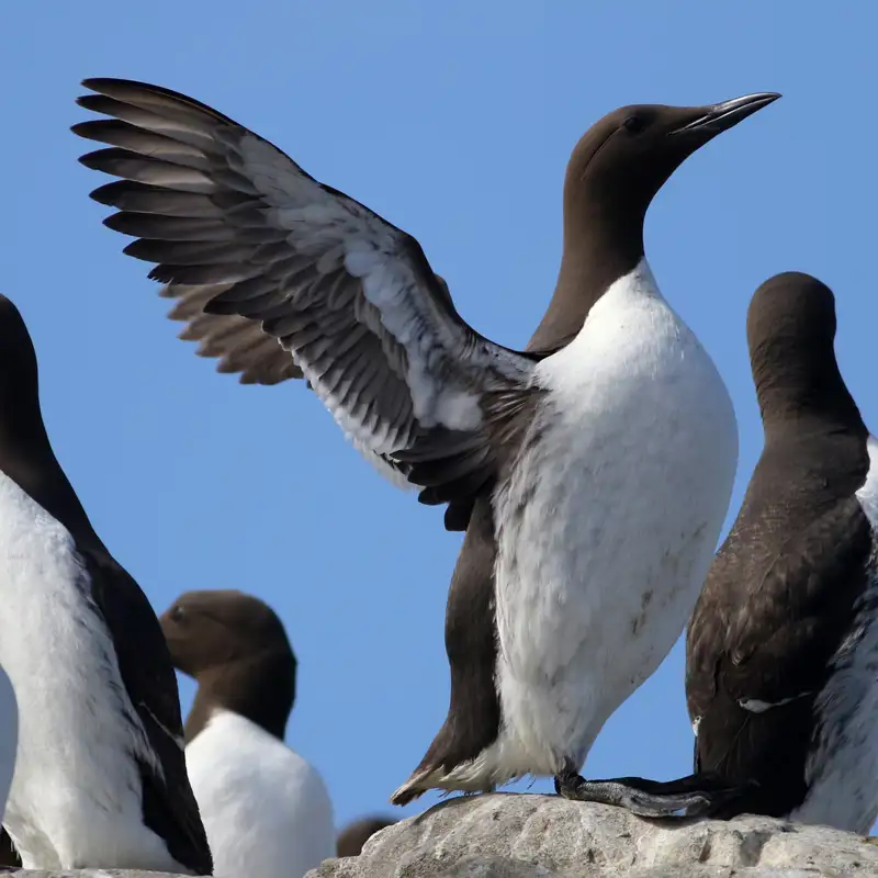 Una ola de calor en el Pacífico mata a 4 millones de aves marinas: un desastre ambiental sin precedentes