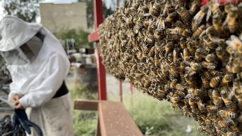 ABEJA NEGRA SOS 3