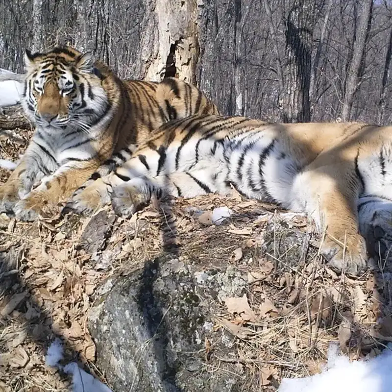 La historia de "amor" entre dos tigres da un hilo de esperanza a una especie amenazada