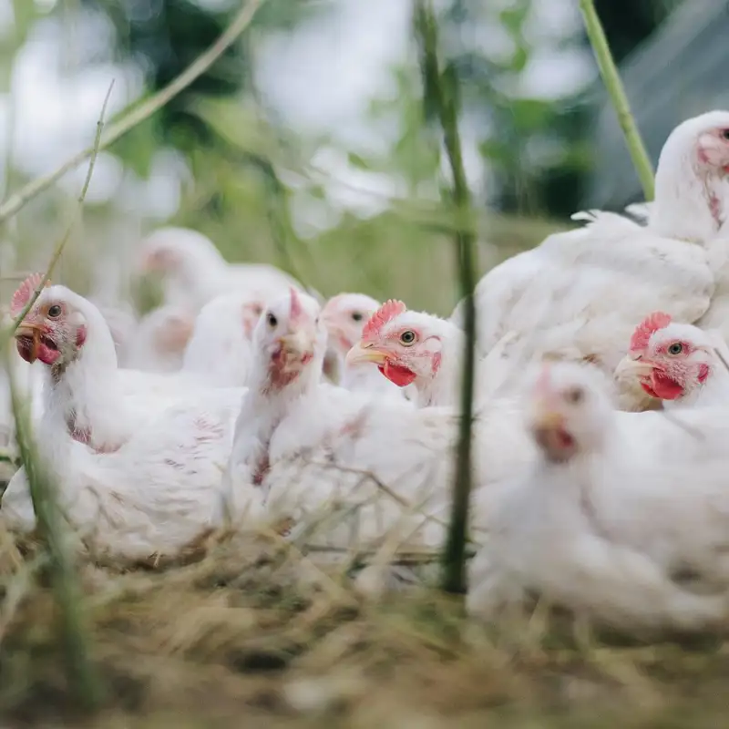 ¿Qué es la gripe aviar H5N1 y por qué preocupa a los expertos?