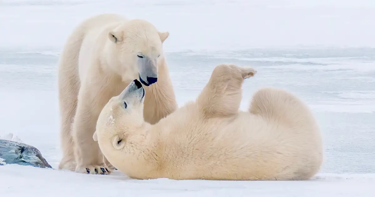 9 imágenes que muestran la majestuosa biodiversidad del Polo Norte