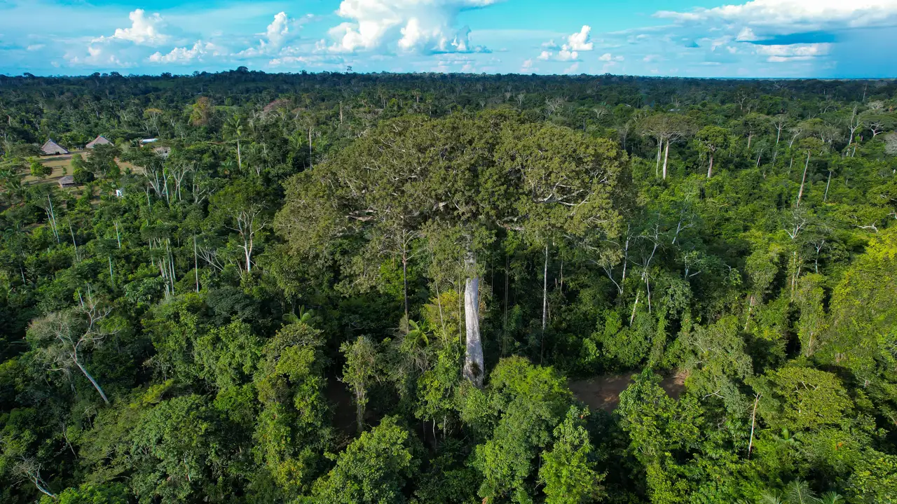 amazonas