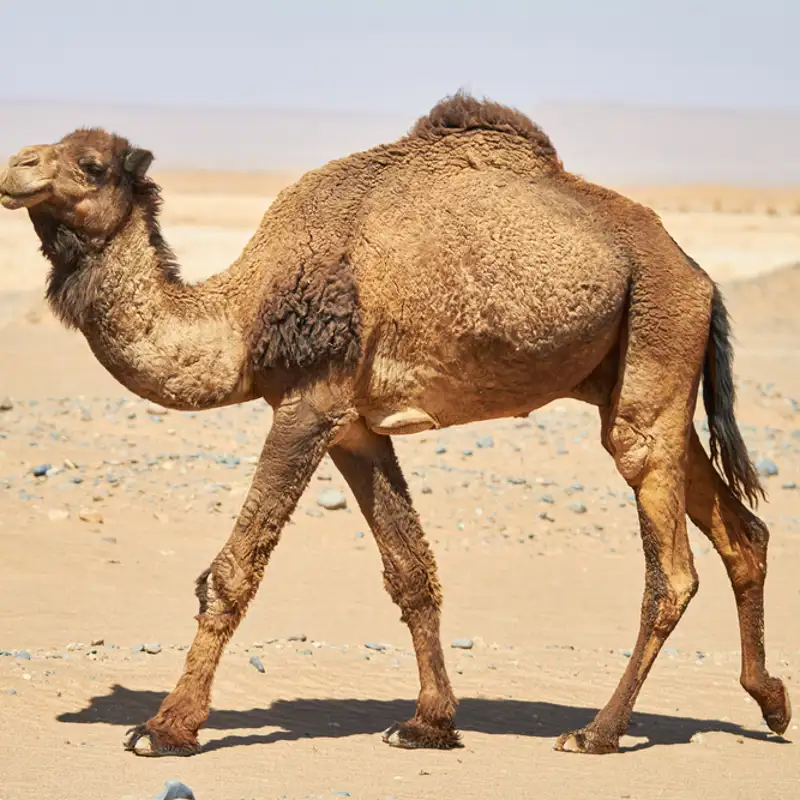 No, la joroba de los camellos no contiene agua  