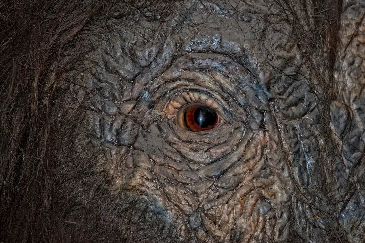 mamut