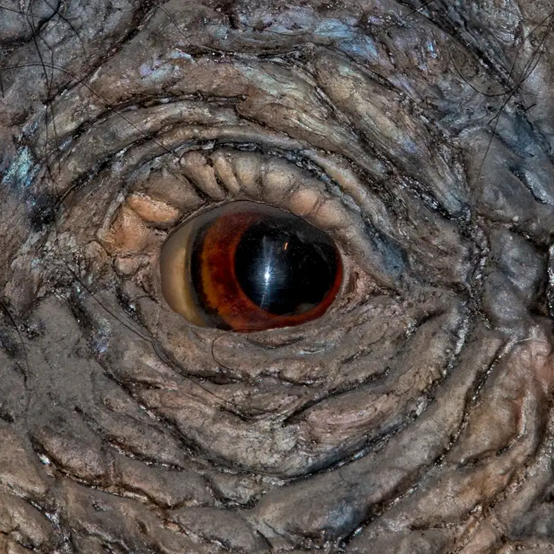 El fascinante hallazgo de la cría de un mamut en excelente estado de conservación