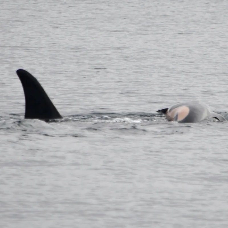 Una orca pasa el duelo cargando a su cría muerta, y no es la primera vez que ocurre