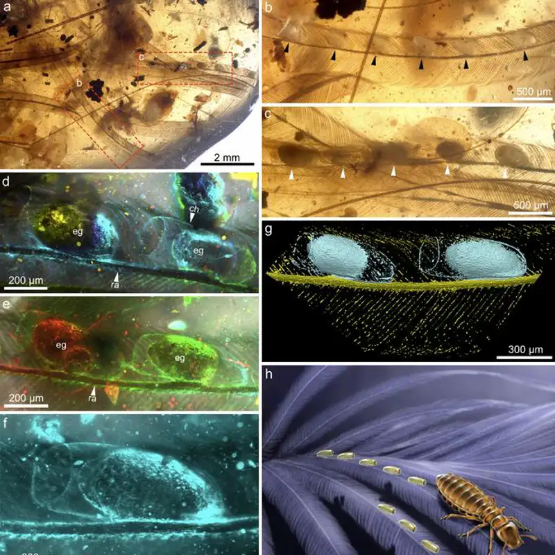 Descubren piojos prehistóricos de hace 99 millones de años: estos son los secretos que guardaban 