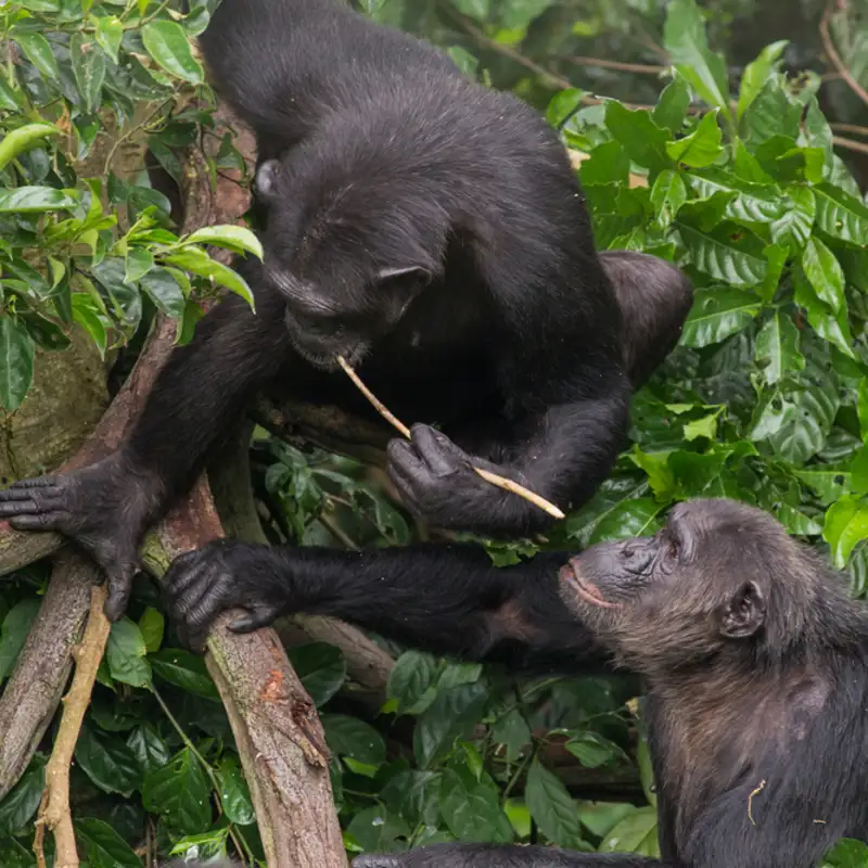 Elefantes que usan mangueras, cuervos que pescan con anzuelo... Los animales saben bien cómo fabricar herramientas  