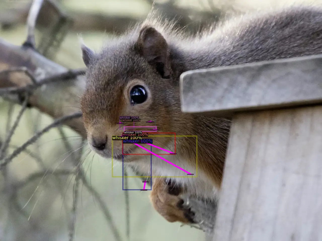 Detección automática de ardillas