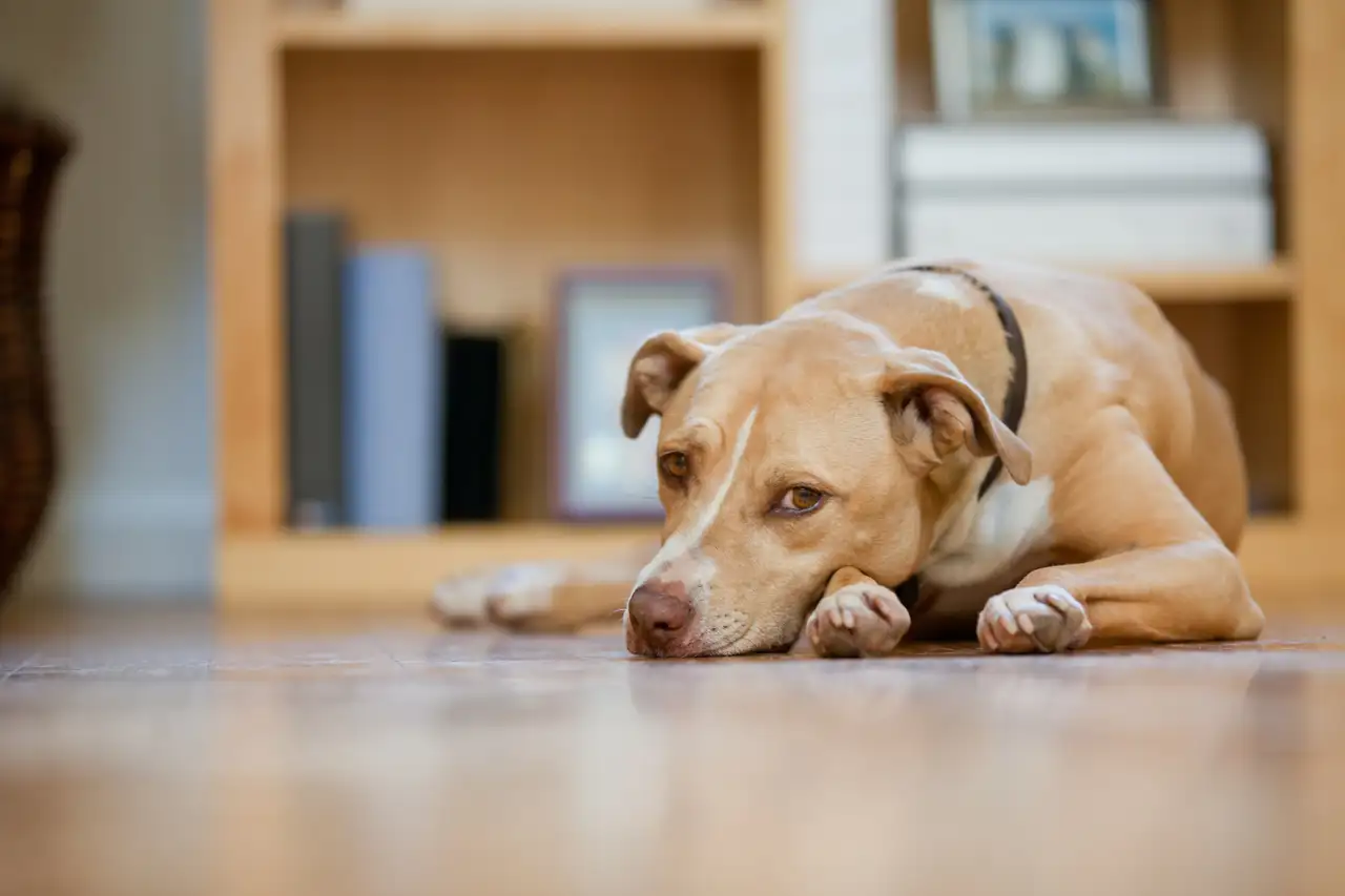Perro triste (iStock, AMR Image)