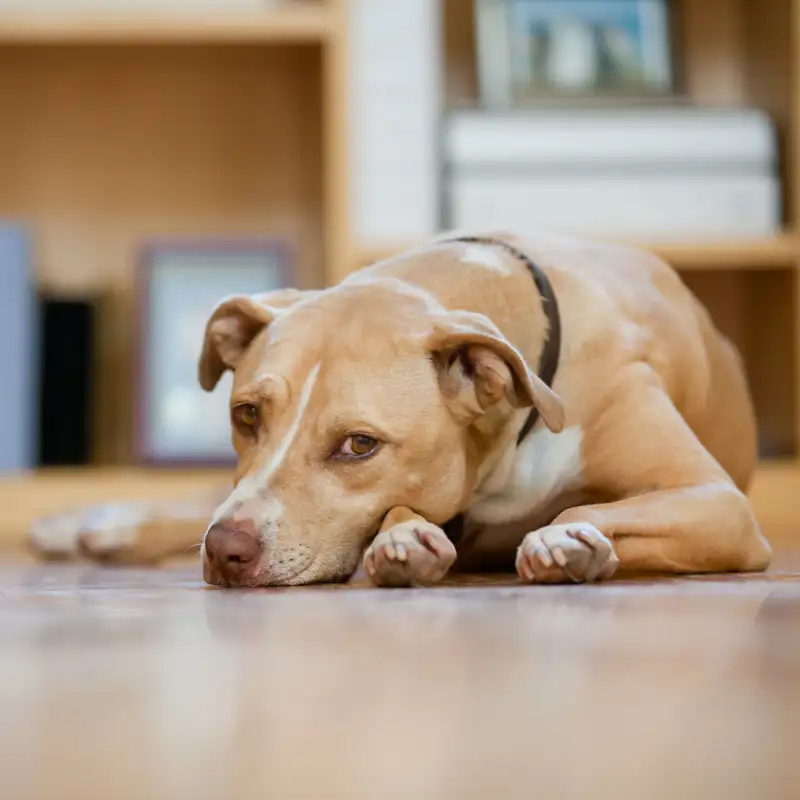 Los perros también sufren síndrome posvacacional: así puedes hacer que no sea tan duro para ellos
