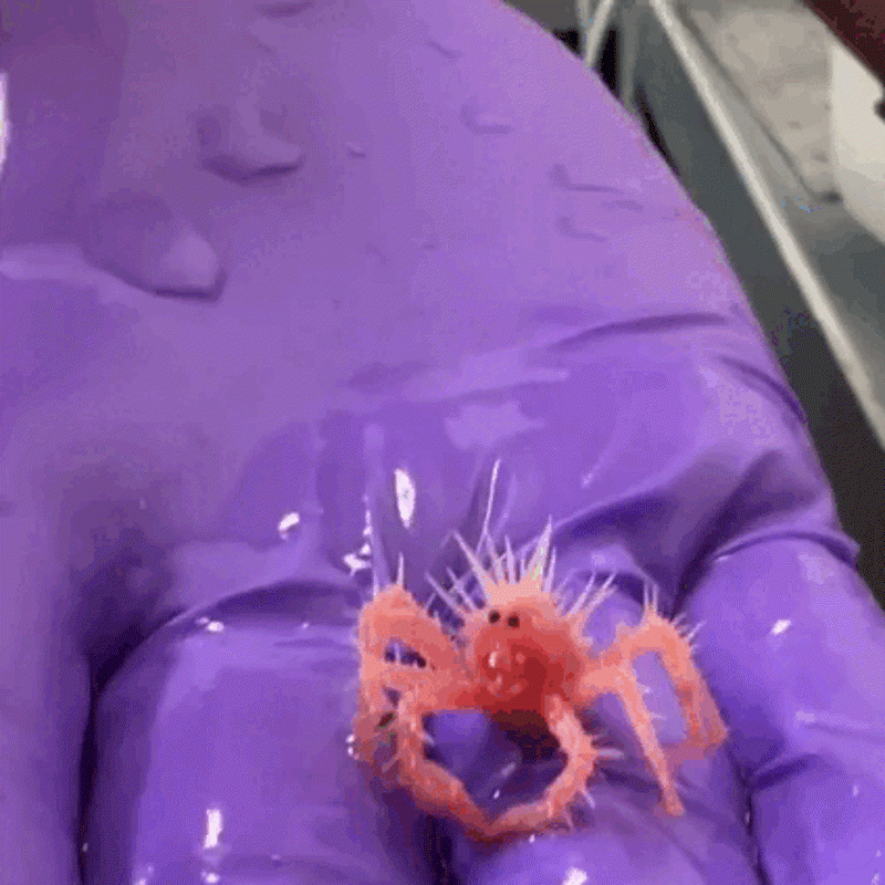 Este es el cangrejo más pequeño del mundo (y su vídeo se ha hecho viral)