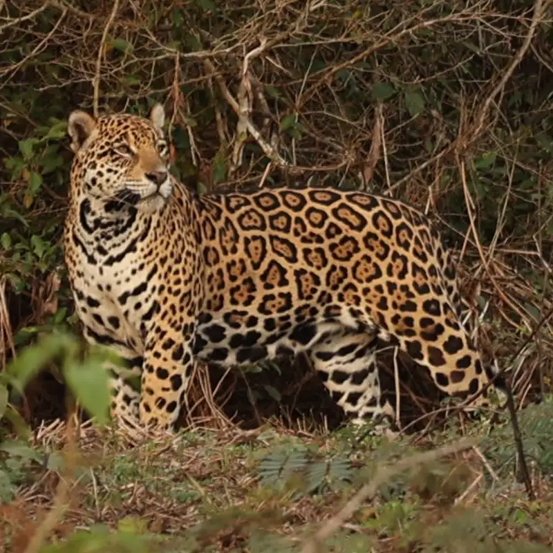 Encuentran por primera vez un parásito peligroso para la salud pública en jaguares del Pantanal