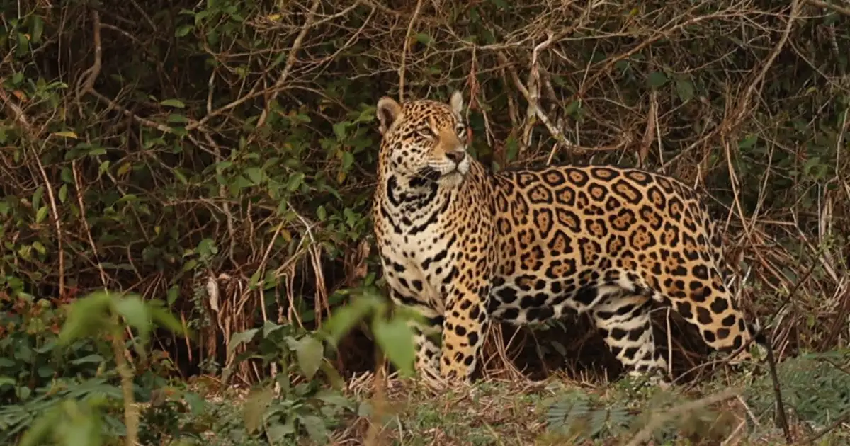  Descubren parásito peligroso en jaguares del Pantanal: un riesgo para la salud pública