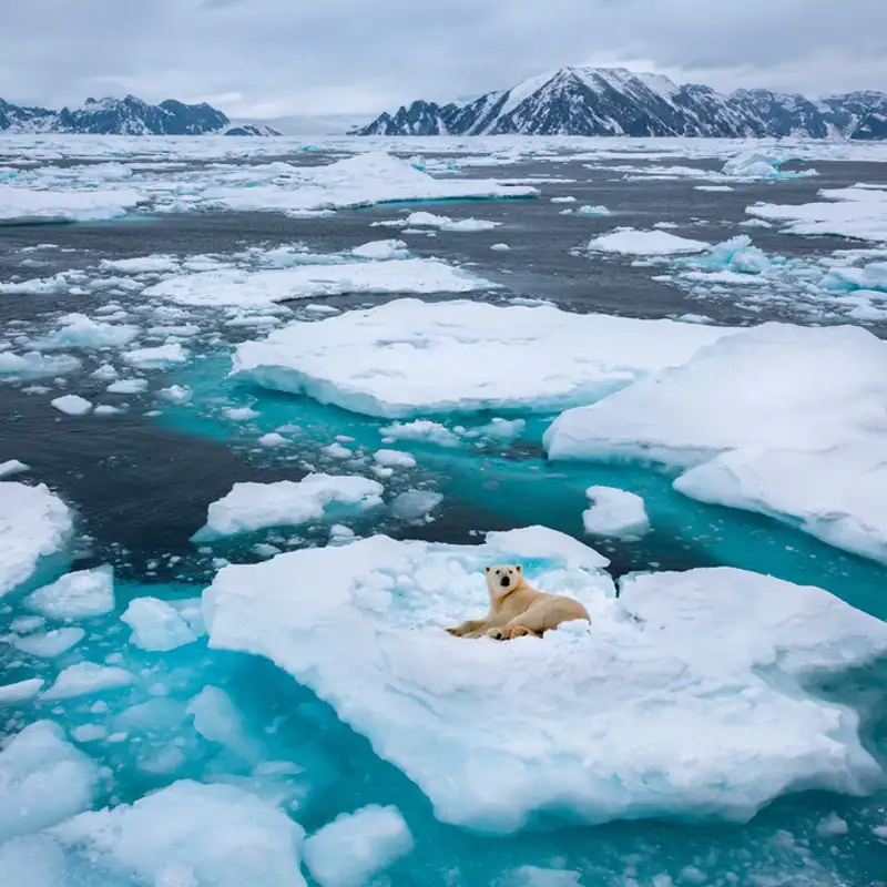 El deshielo no solo amenaza a los osos polares. Así afecta el aumento de la temperatura al resto de fauna polar  