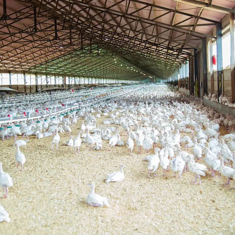 Granja avícola