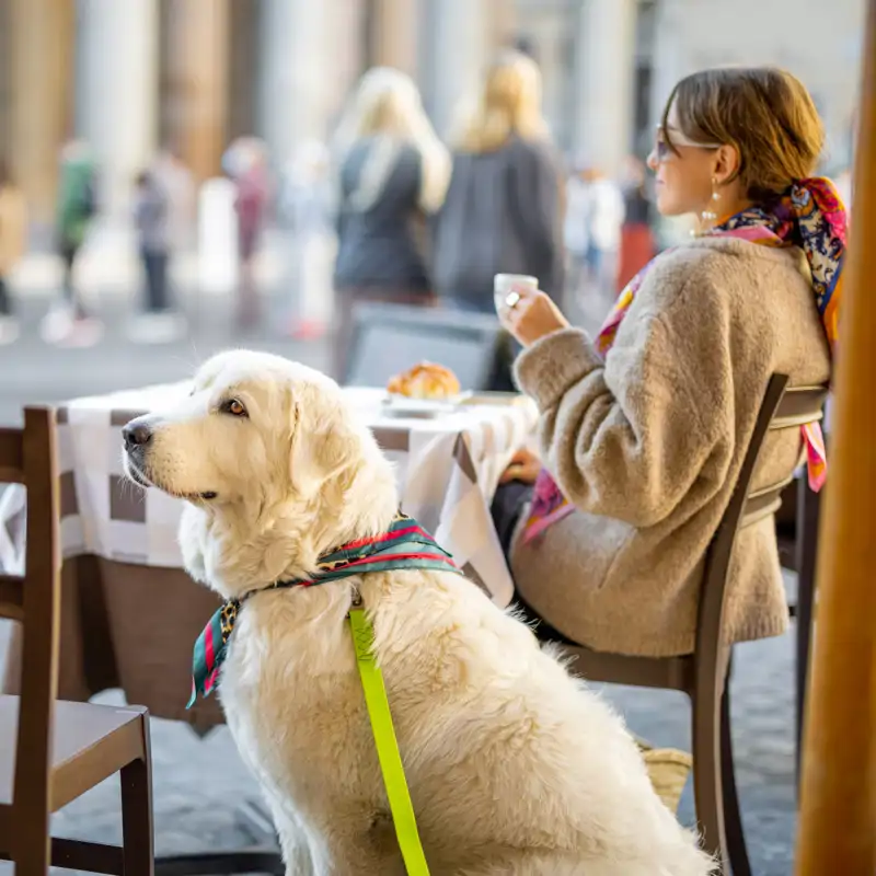 Si ves a un perro con un lazo de estos colores, no interactúes con él: esto significa cada color