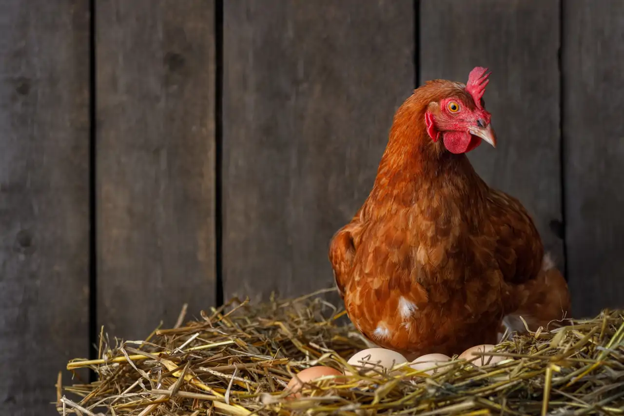 Gallinas (iStock) (1)