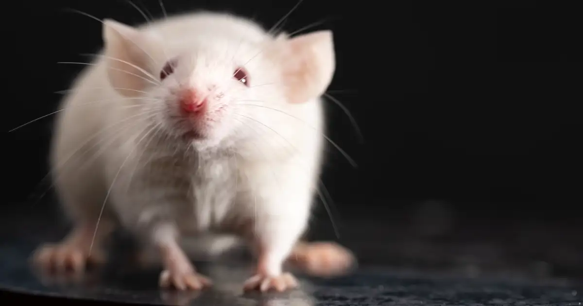 Crean el primer ratón con dos progenitores masculinos que llega a la edad adulta