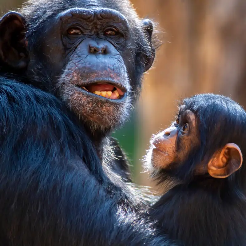 Las chimpancés también tienen la menopausia