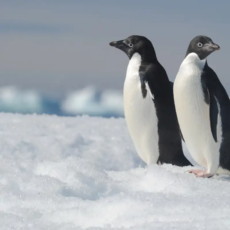 Fieles, pero no monógamos: la curiosa reproducción de los pingüinos 