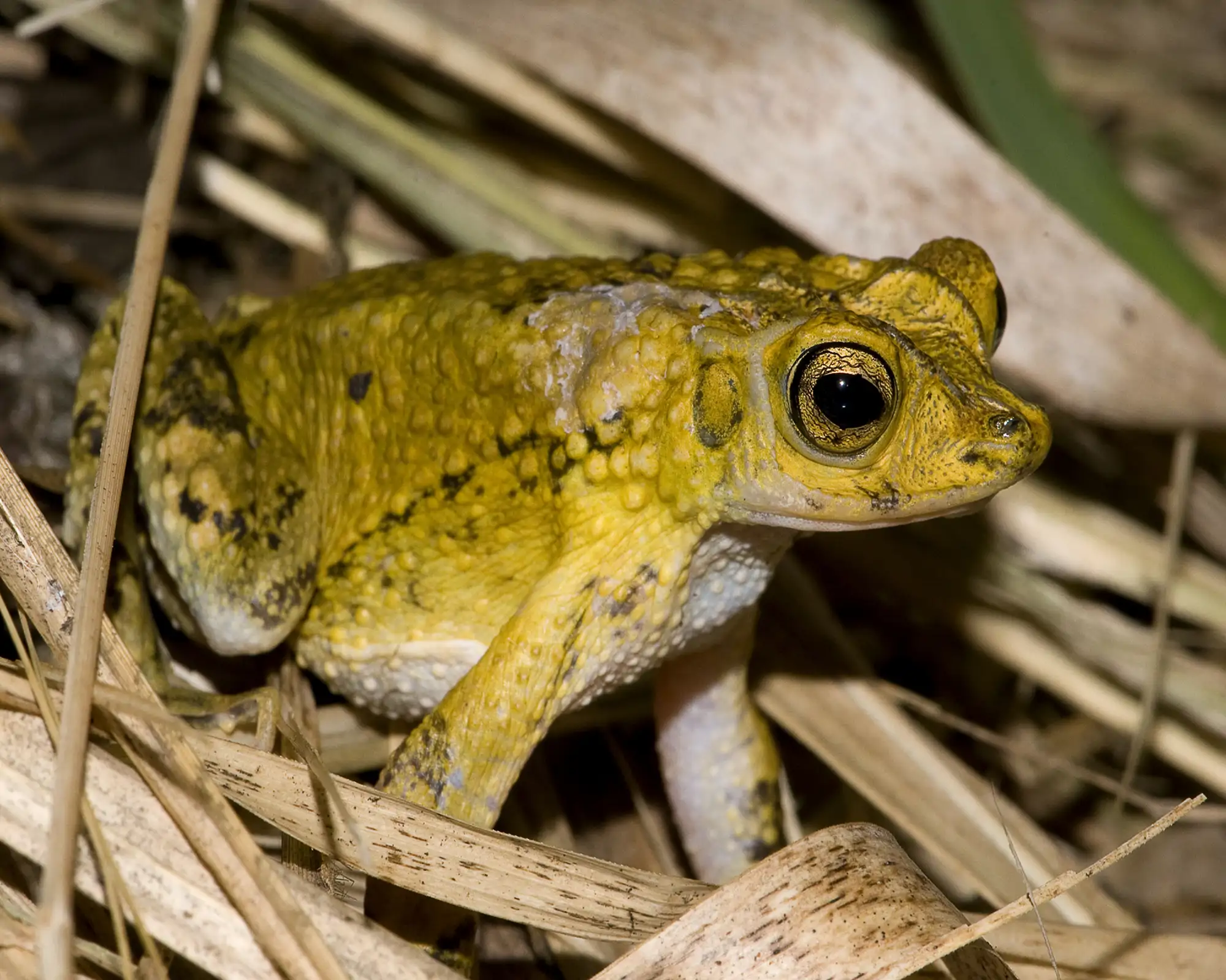 puerto-rican-crested-toad_0b2223f8_250203100810_2000x1600.webp