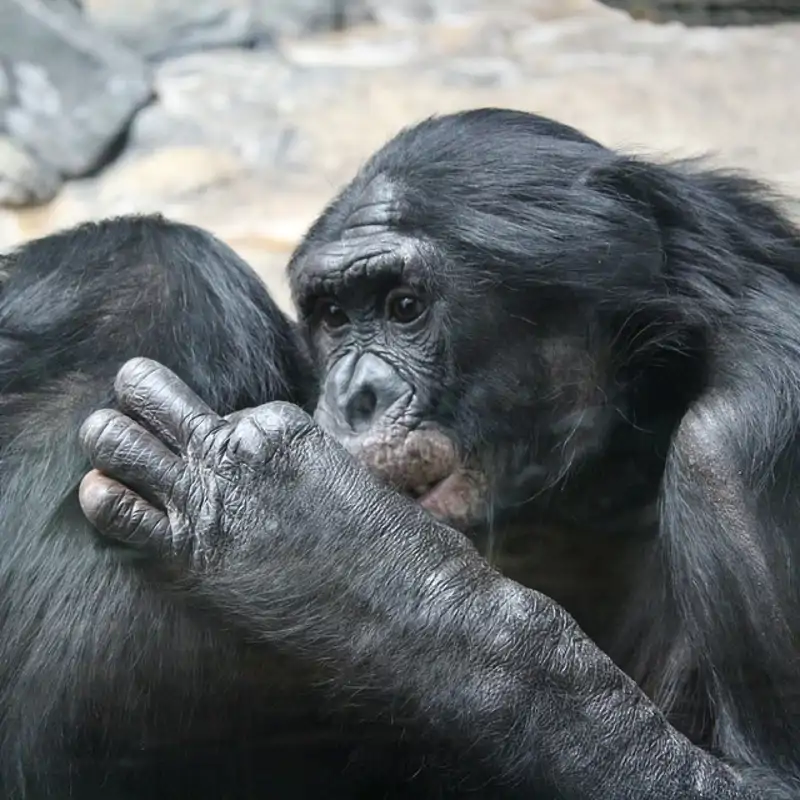 Los bonobos pueden reconocer la ignorancia de otros (como los humanos)