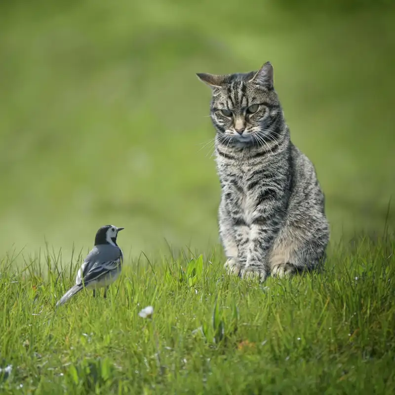 Gatos y pájaros (iStock, fermate)