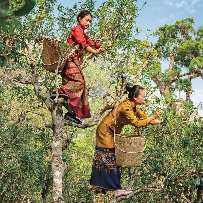 En la tierra del mejor té del mundo