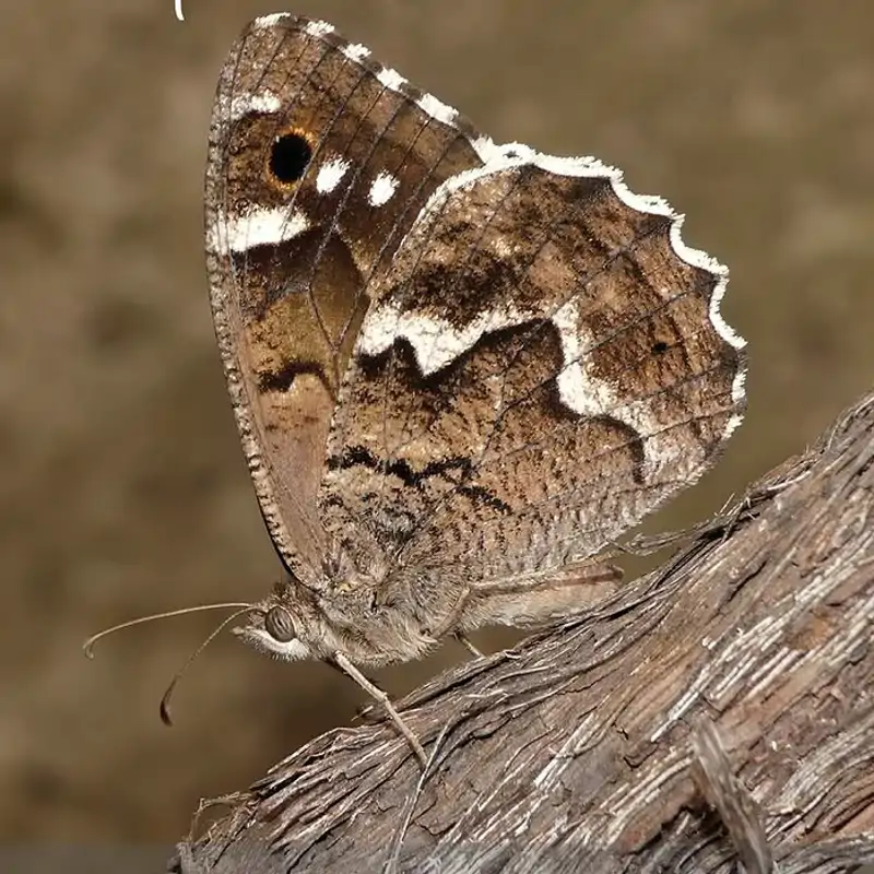 Este pueblo de Canarias tiene la mariposa del año 2025