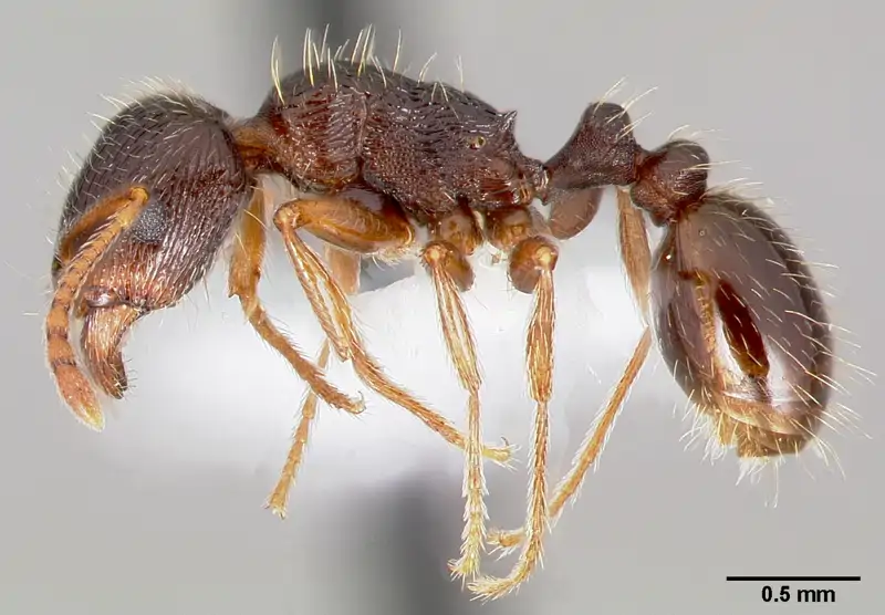 Hormiga del género Tetramorium