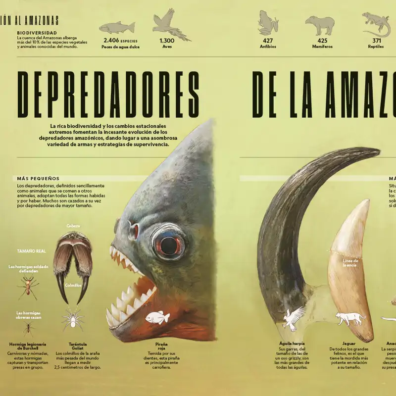 Depredadores de la Amazonia: El secreto de los cazadores de la selva