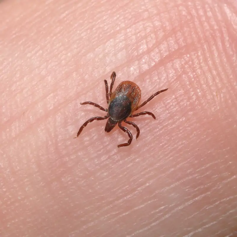 Aumenta la incidencia de garrapatas en Cataluña a pesar del frío: ¿por qué?